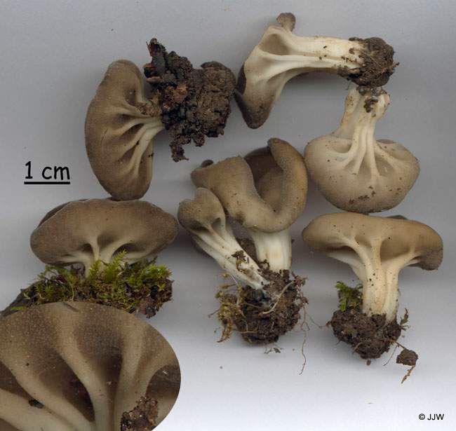 Helvella costifera